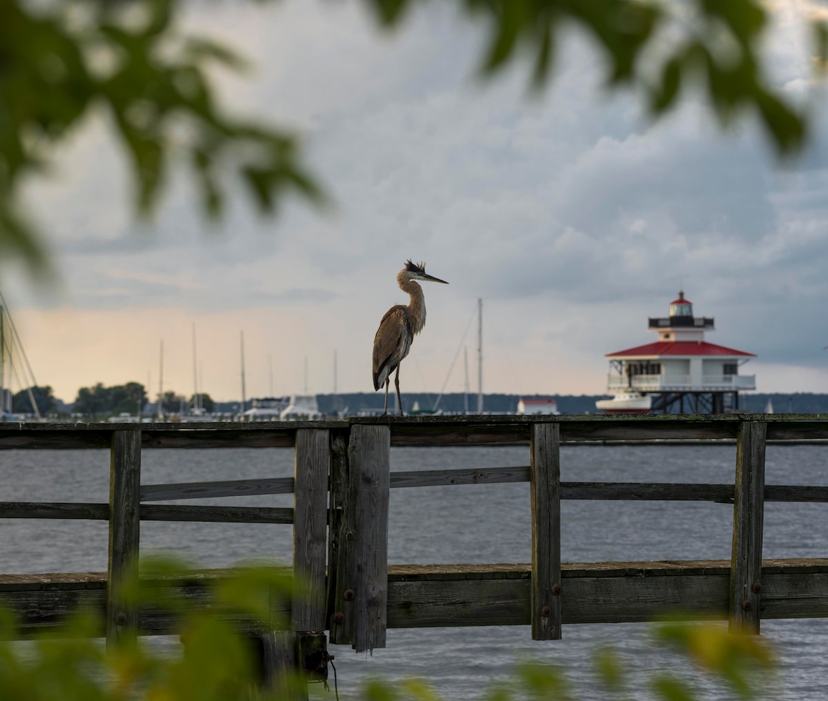 Great blue heron on pier with Choptank River Lighthouse